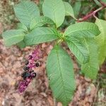 Phytolacca bogotensis