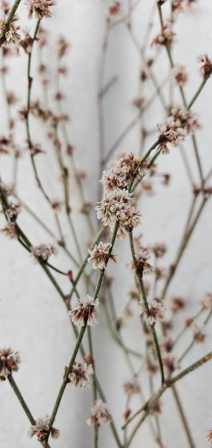 Eriogonum elongatum flower