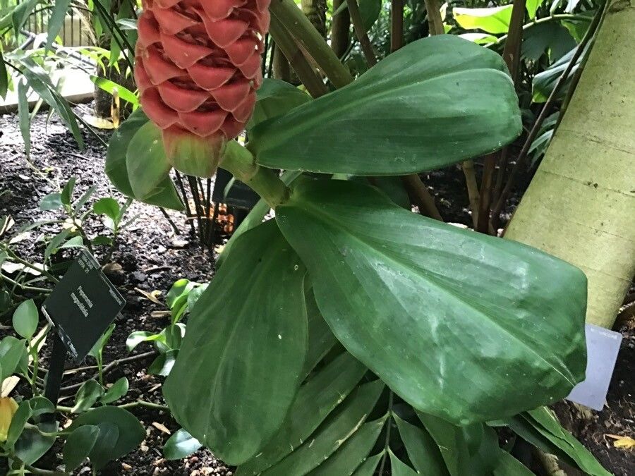 Costus nitidus — search result for 'Costus'