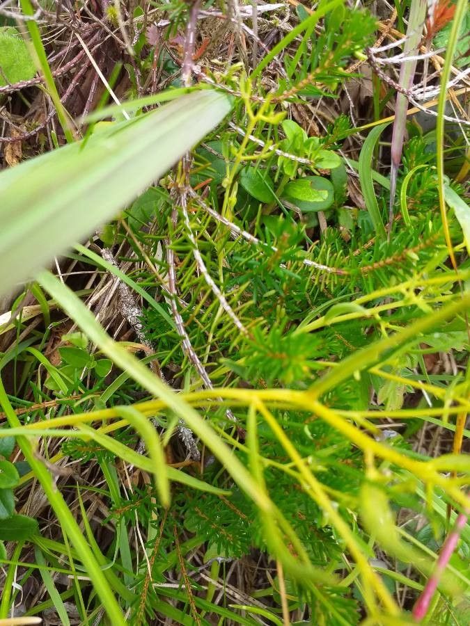 Thesium alpinum — related species from the same genus