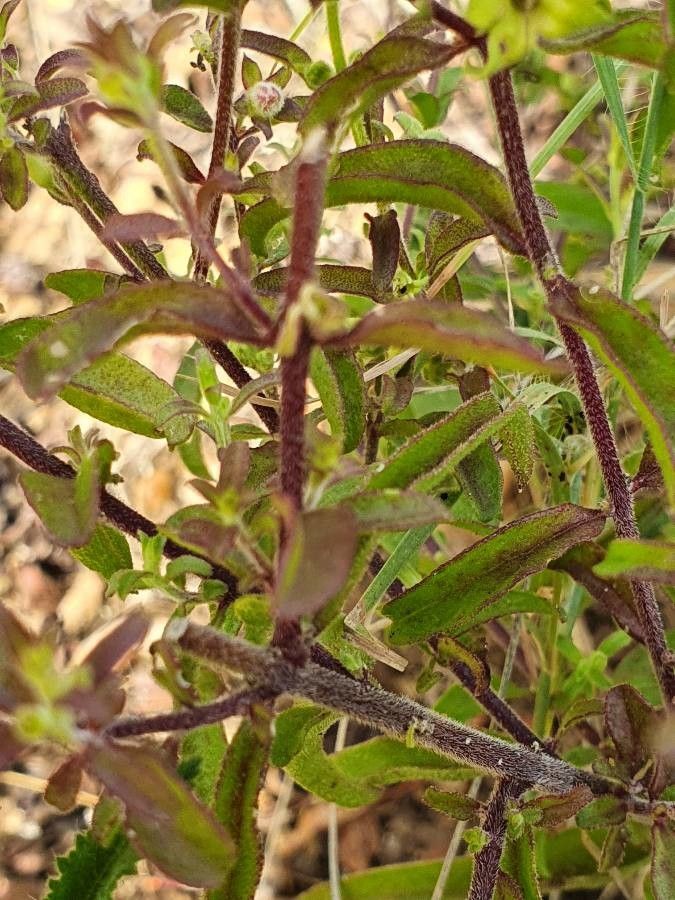 Sesamum angolense leaf