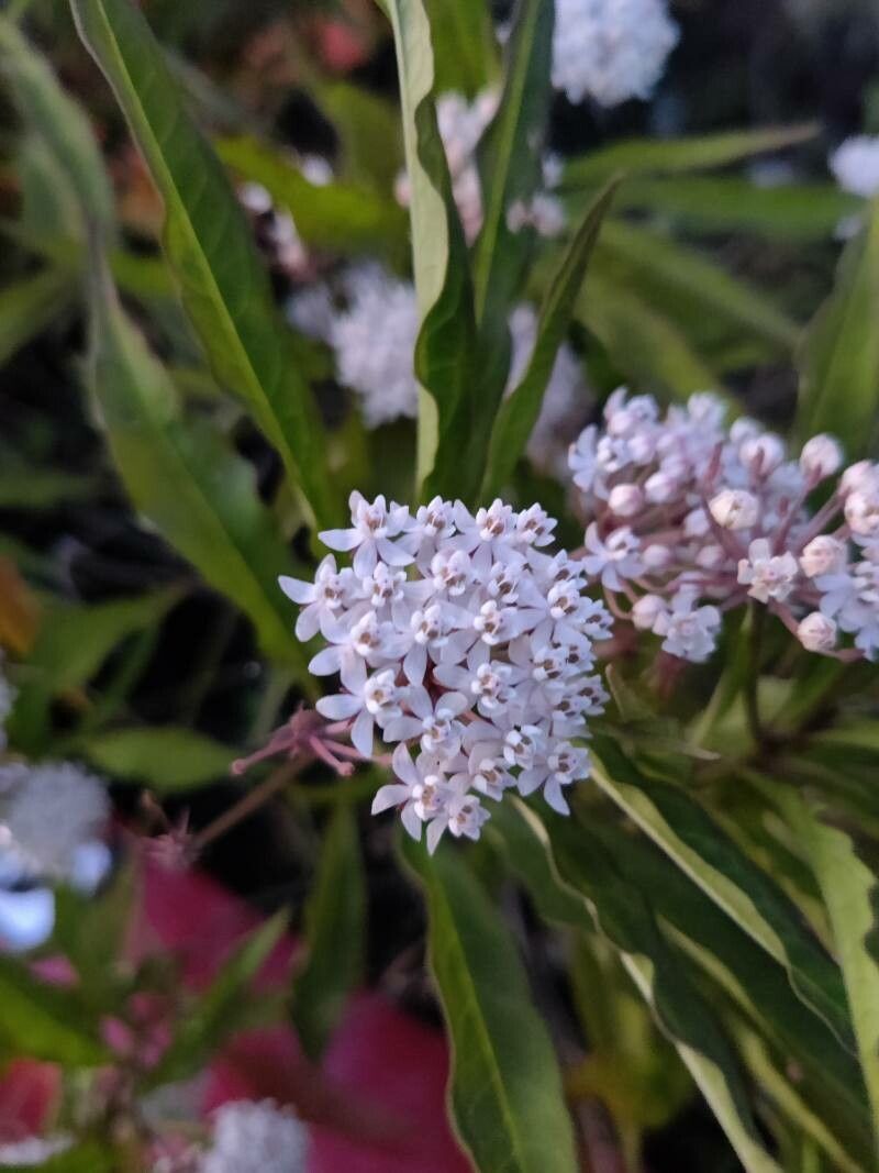 Asclepias perennis flower