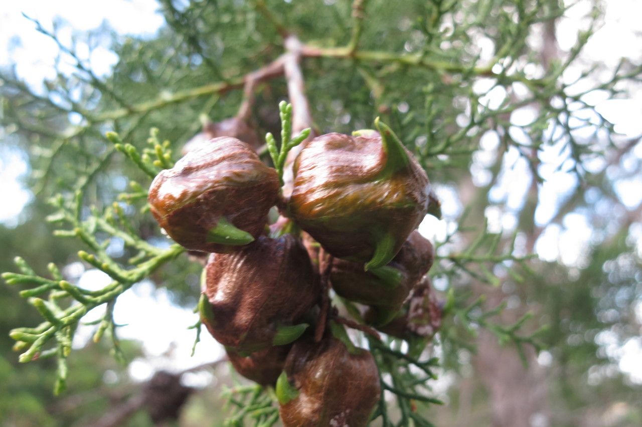 Widdringtonia nodiflora fruit