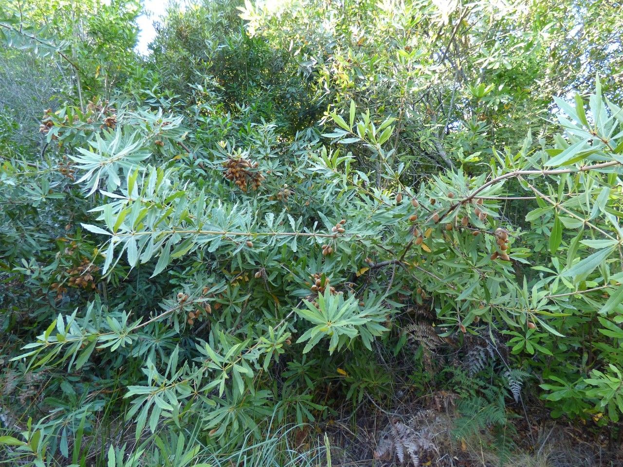 Brabejum stellatifolium habit