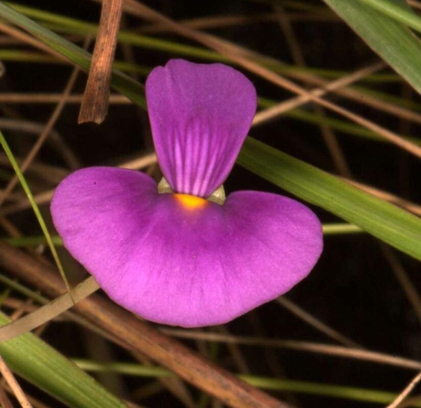 Utricularia singeriana — search result for 'Utricularia'