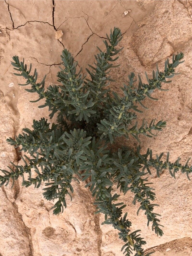 Reaumuria hirtella — houseplant care guide