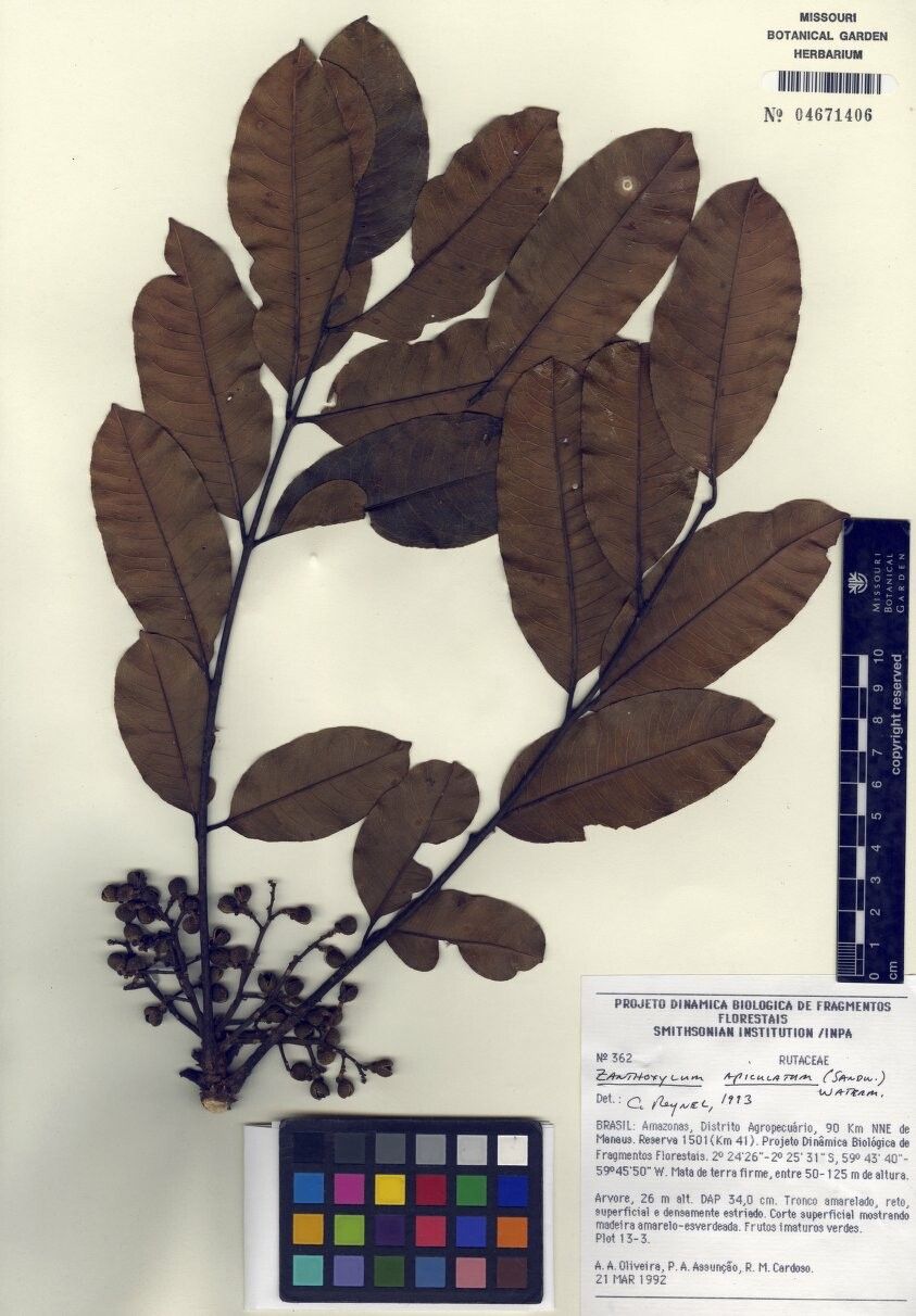 Zanthoxylum apiculatum — houseplant care guide