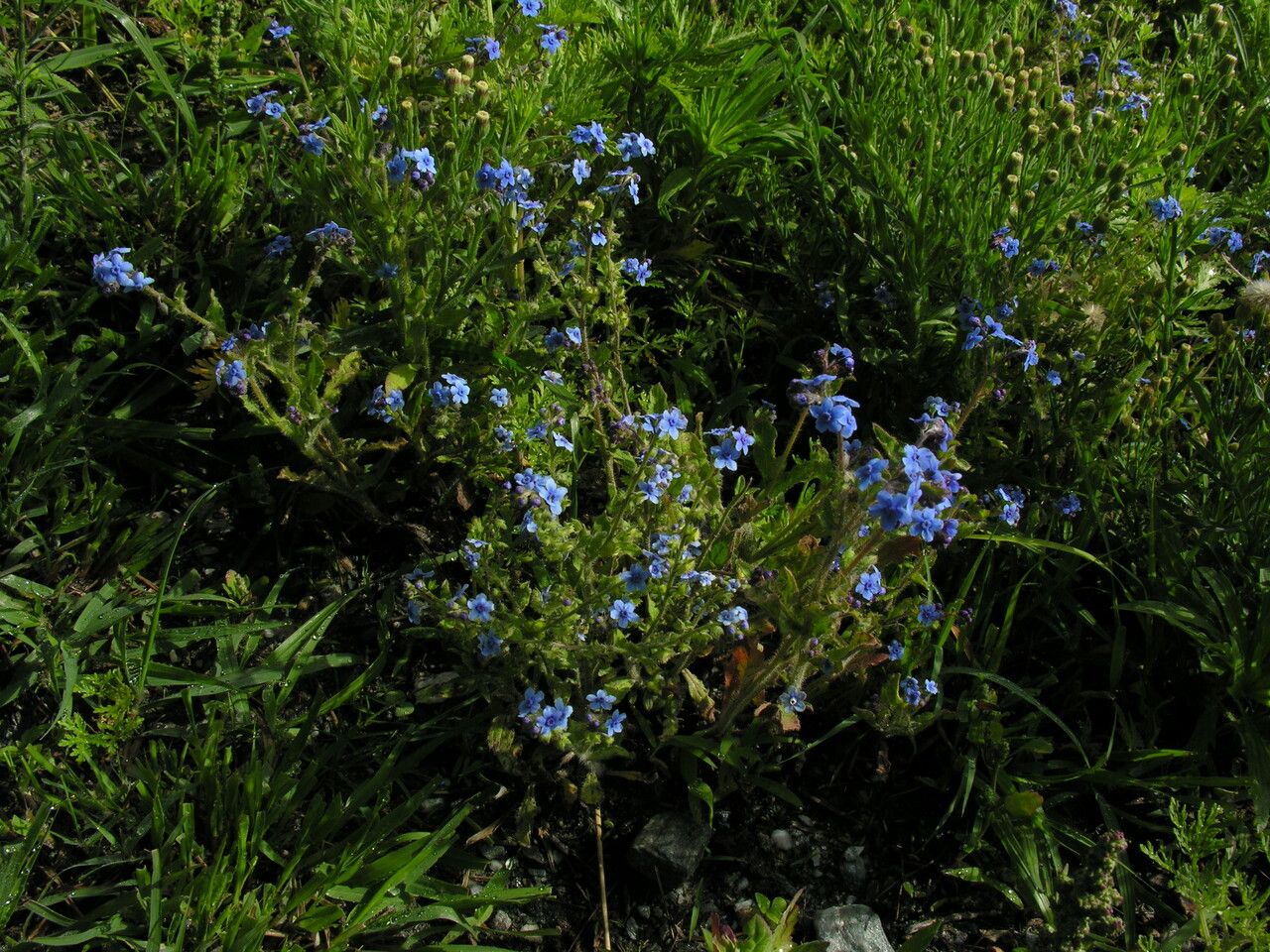Cynoglossum wallichii habit