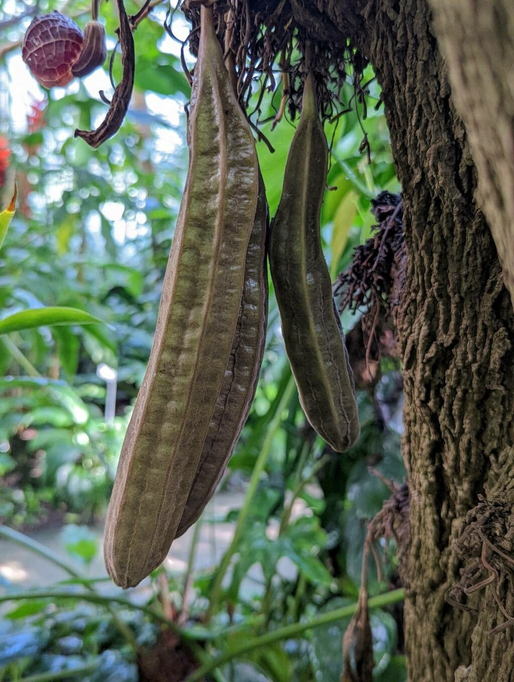 Aristolochia arborea fruit