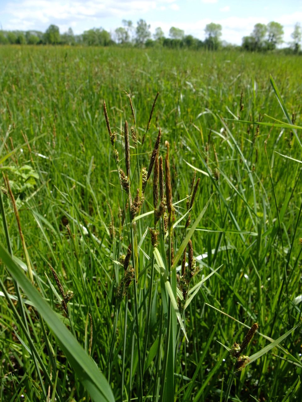 Carex lasiocarpa habit
