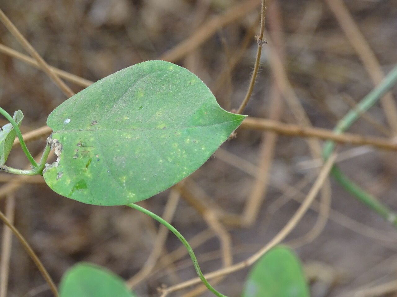 Leptadenia lanceolata — related species from the same genus