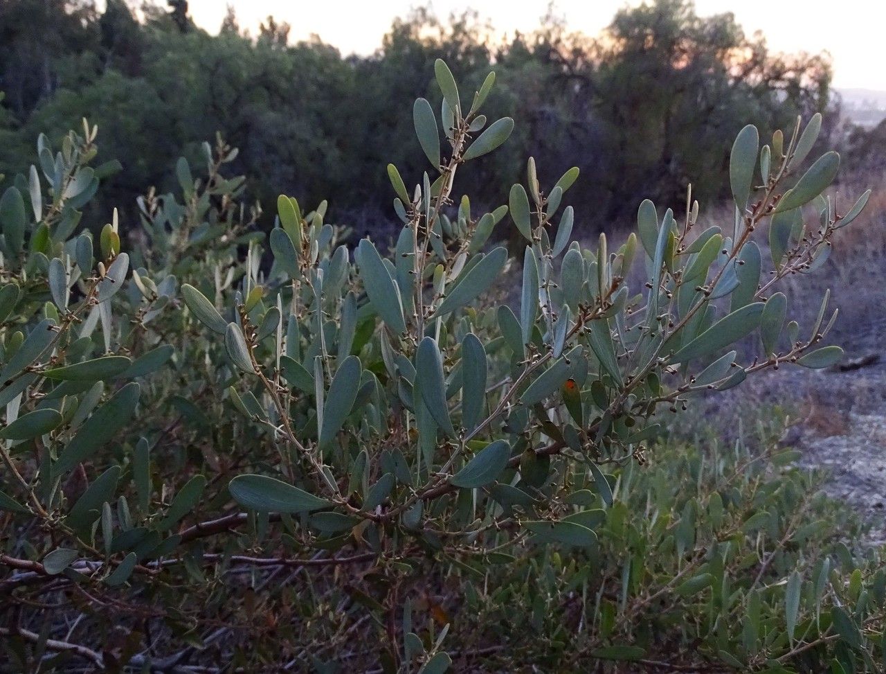 Acacia redolens habit