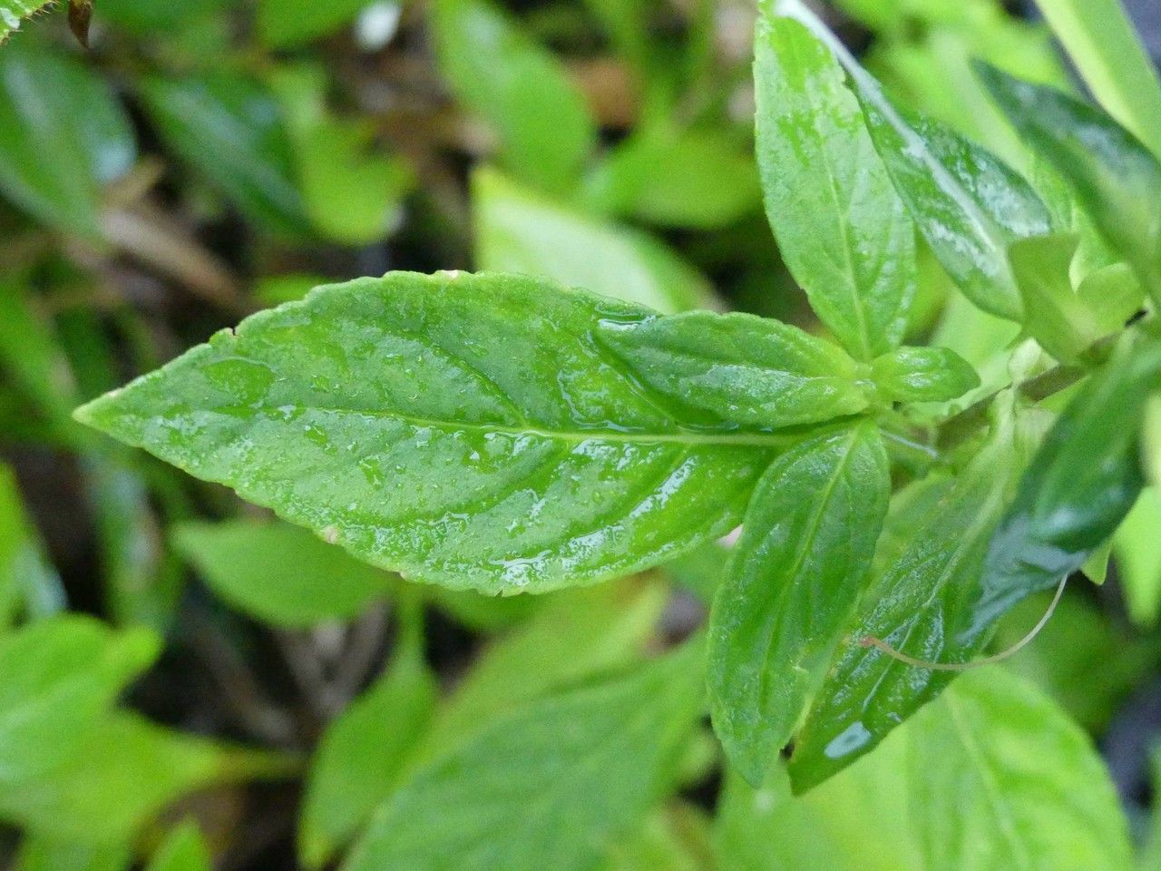 Otacanthus caeruleus leaf