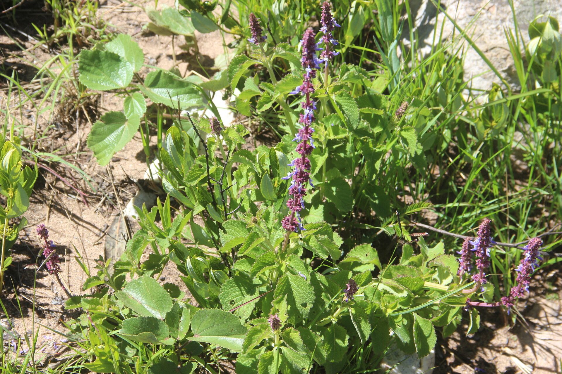 Coleus welwitschii habit