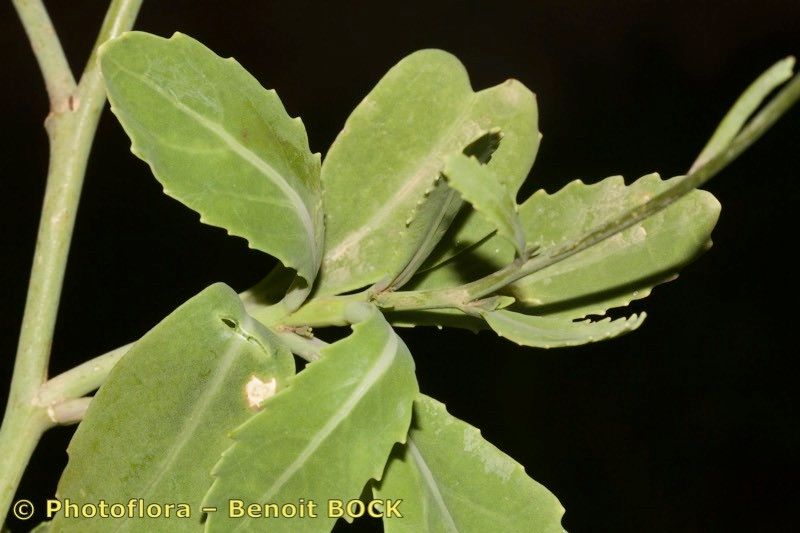 Diplotaxis glauca leaf