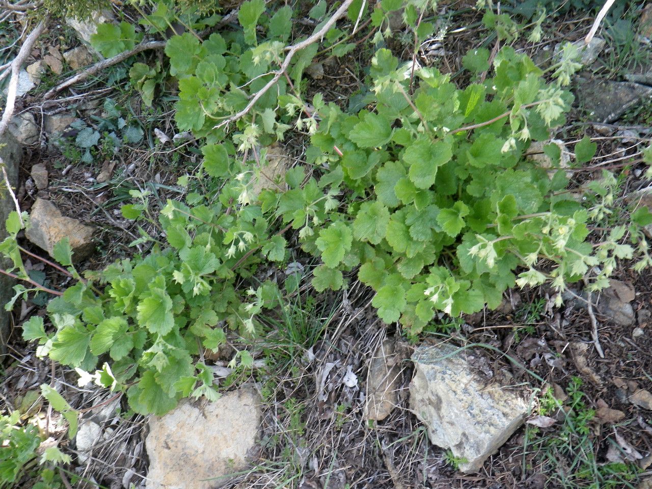 Geum heterocarpum habit