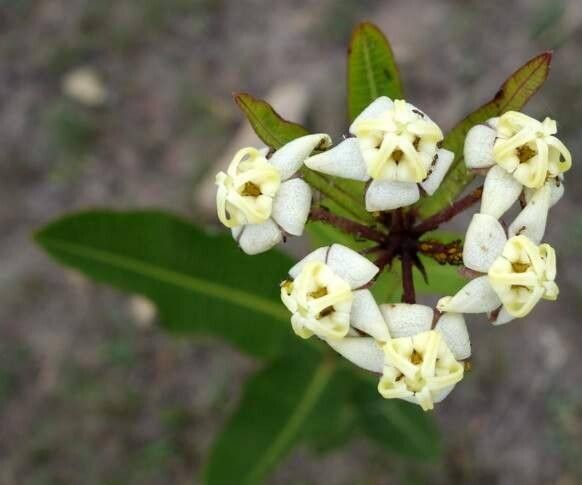 Asclepias densiflora — search result for 'Asclepias'