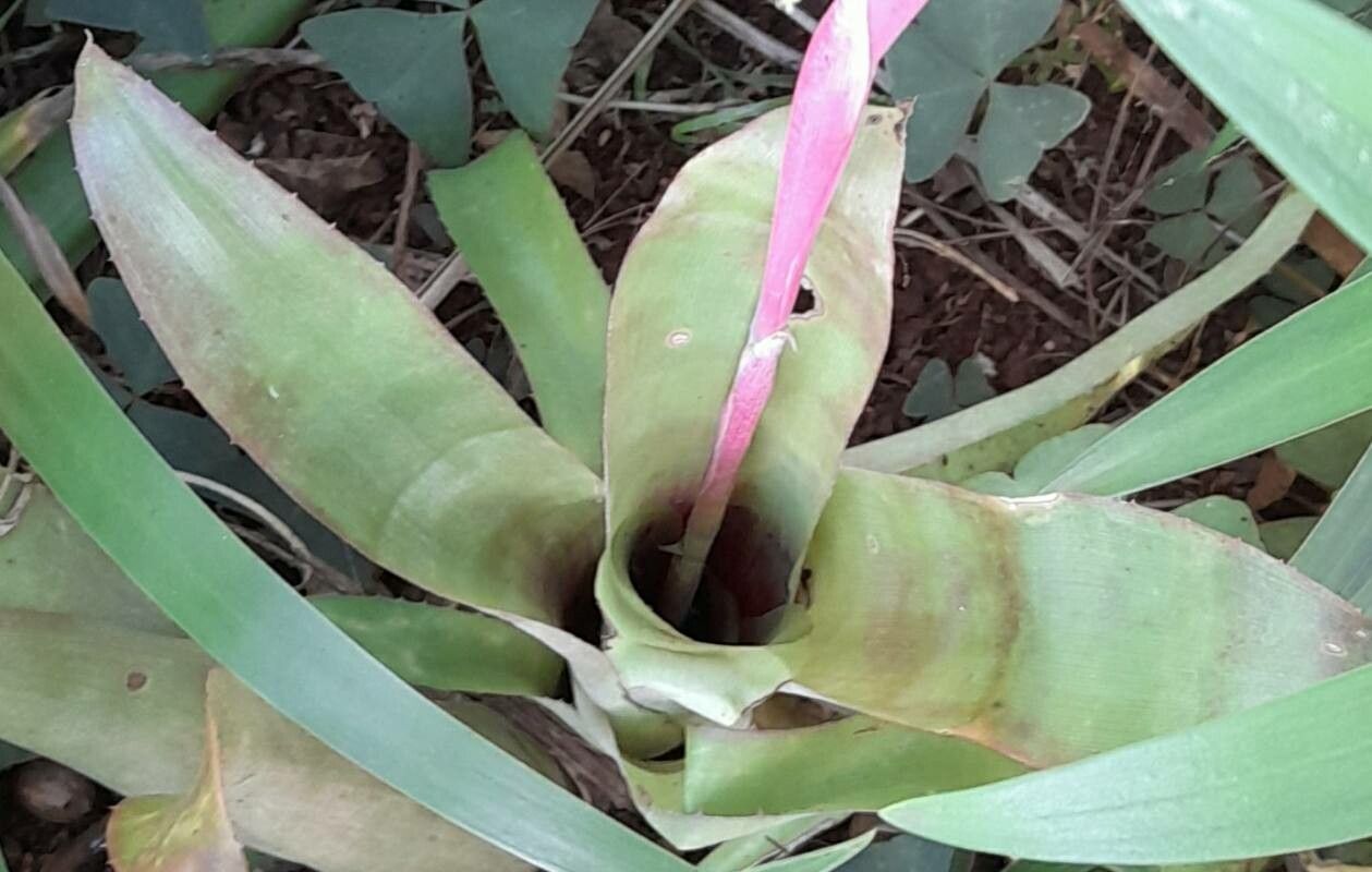 Billbergia distachya — search result for 'Billbergia'