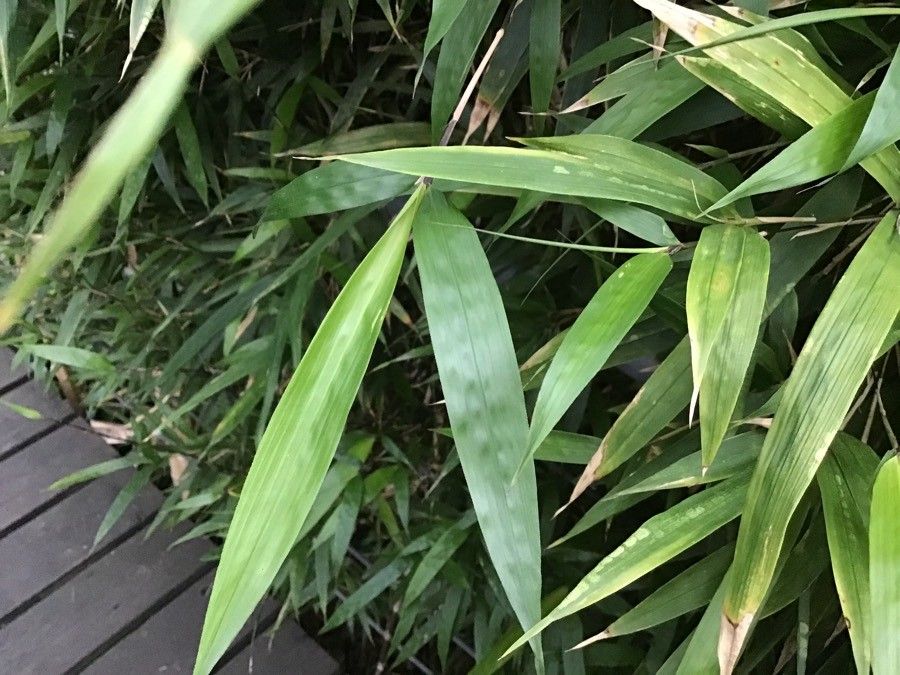 Chimonobambusa marmorea — search result for 'Bamboo'