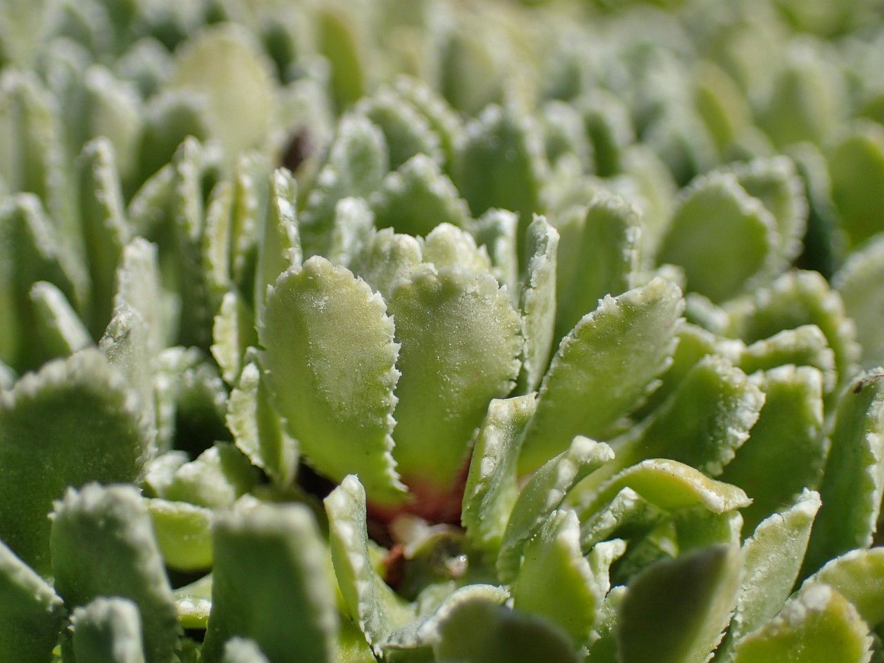 Saxifraga crustata habit