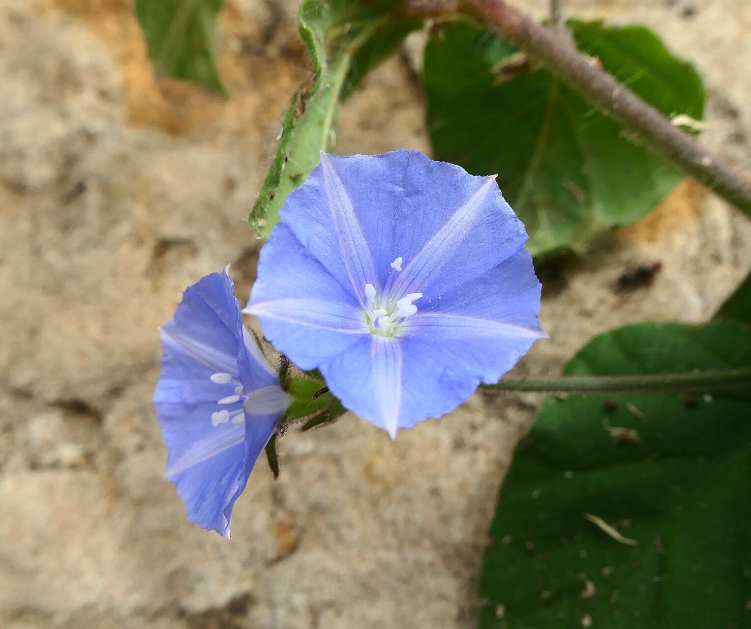 Jacquemontia sphaerostigma flower