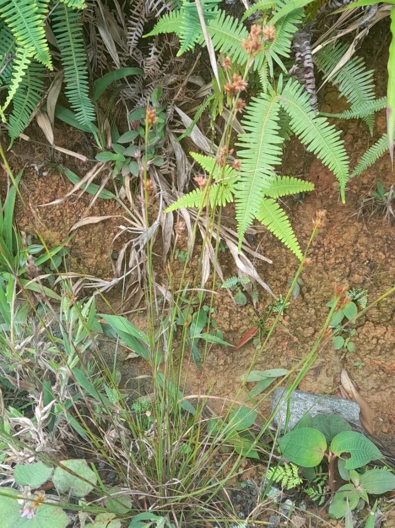 Bulbostylis vestita habit