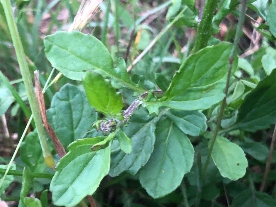 Jacobaea erratica leaf