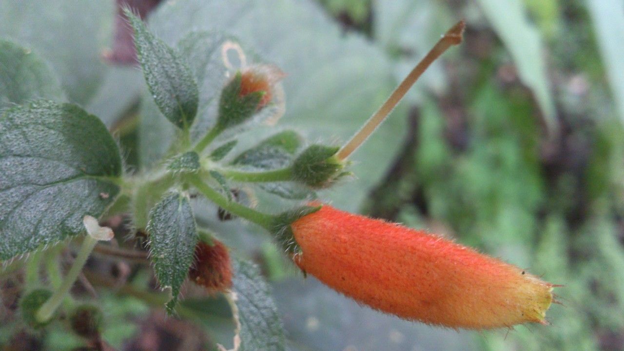 Kohleria tubiflora flower