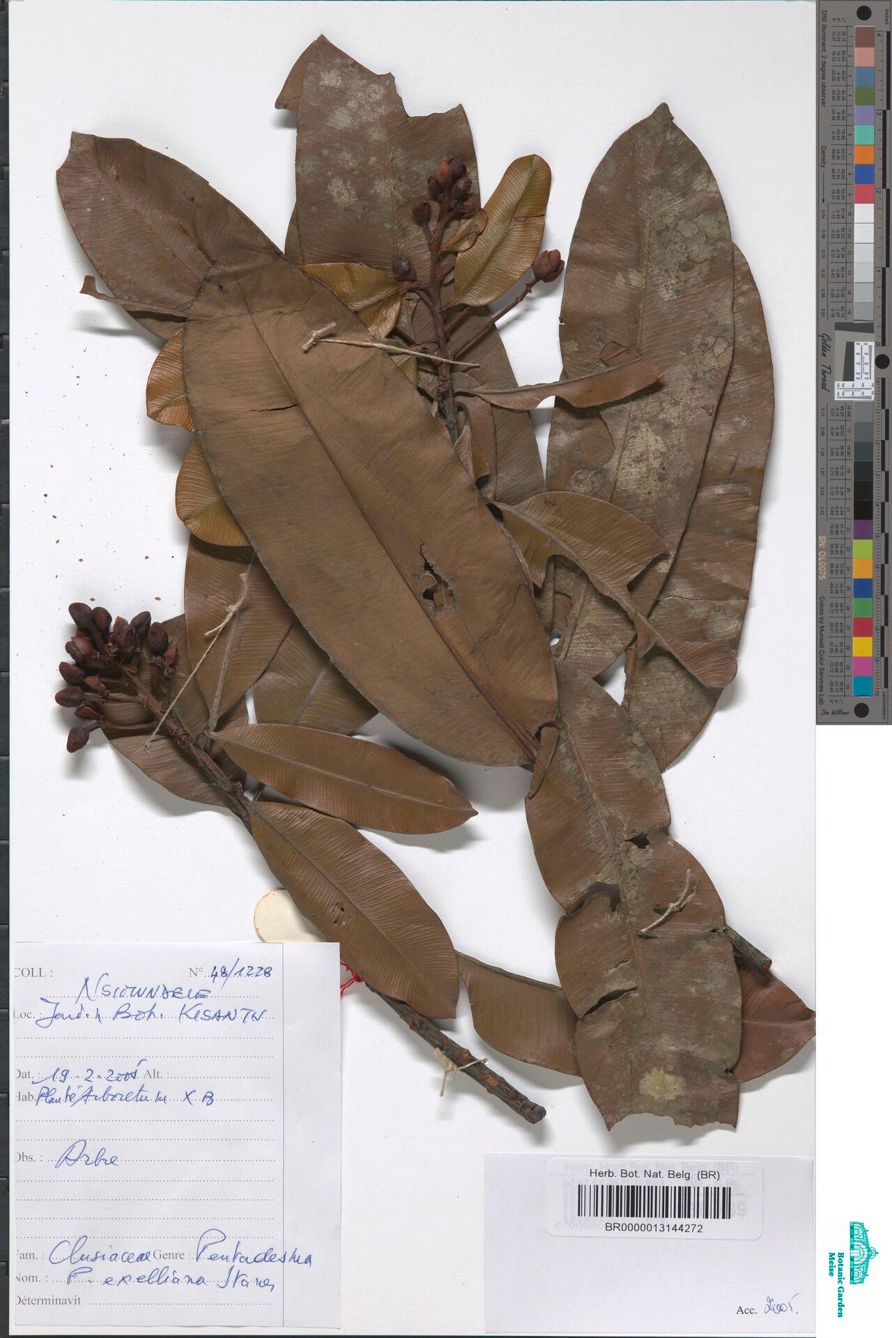 Pentadesma exelliana — related species from the same genus