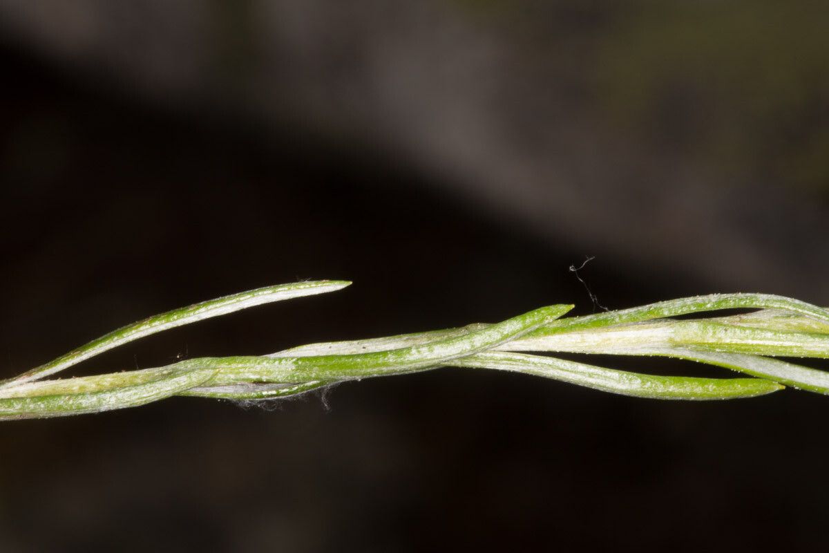 Logfia gallica — search result for 'Filago'