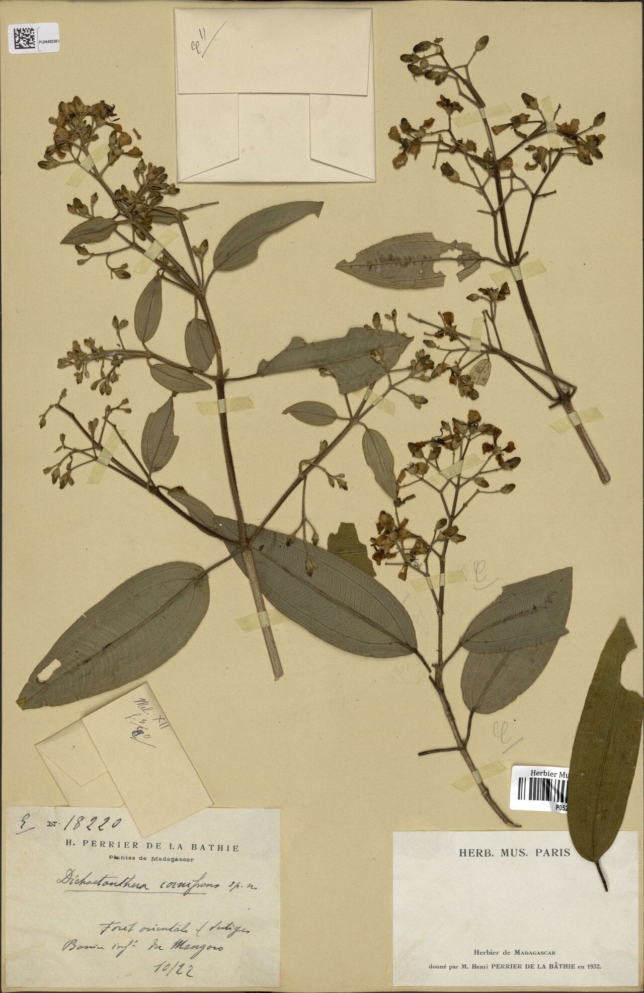 Dichaetanthera cornifrons — houseplant care guide