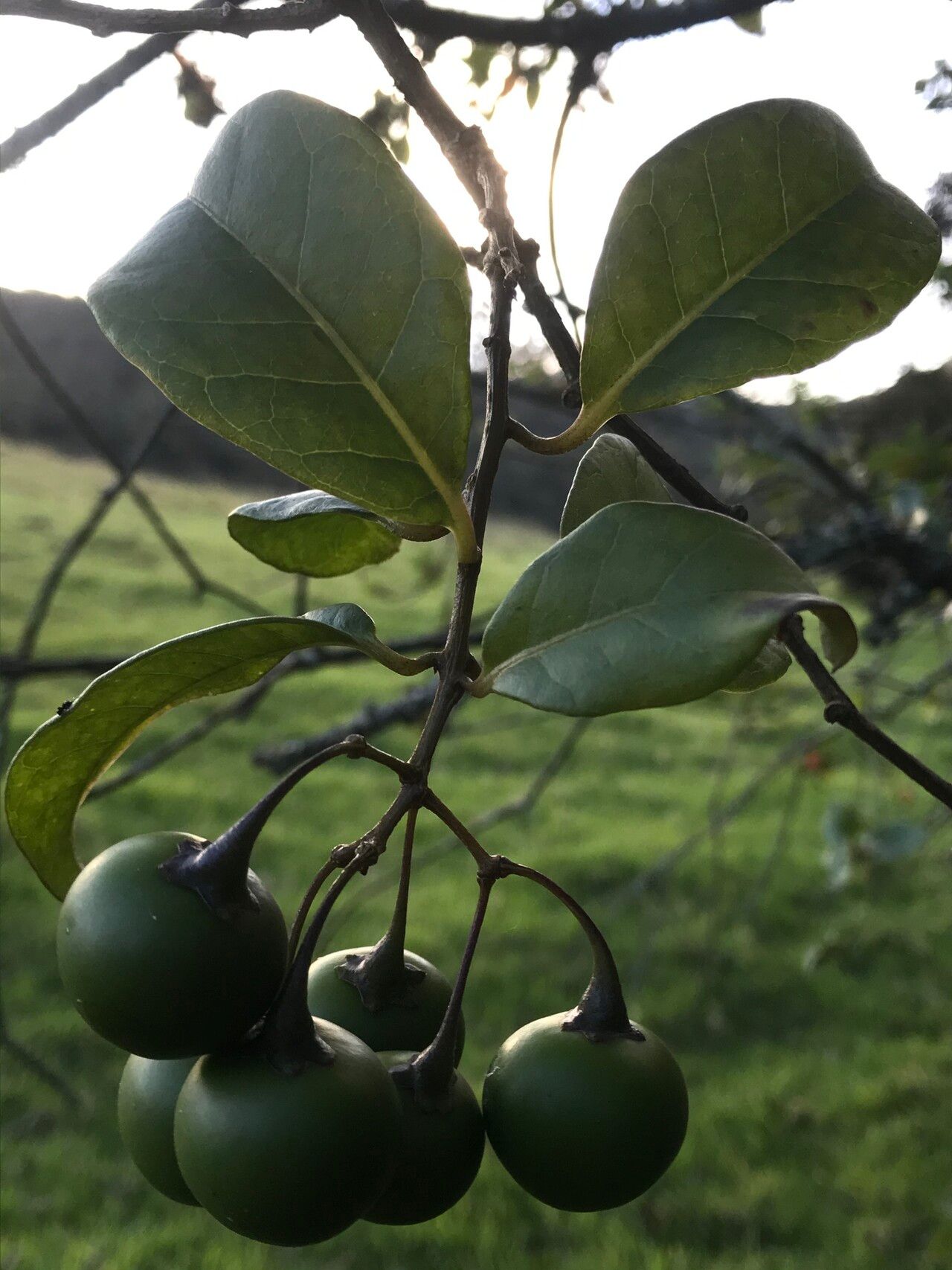 Solanum luculentum — houseplant care guide