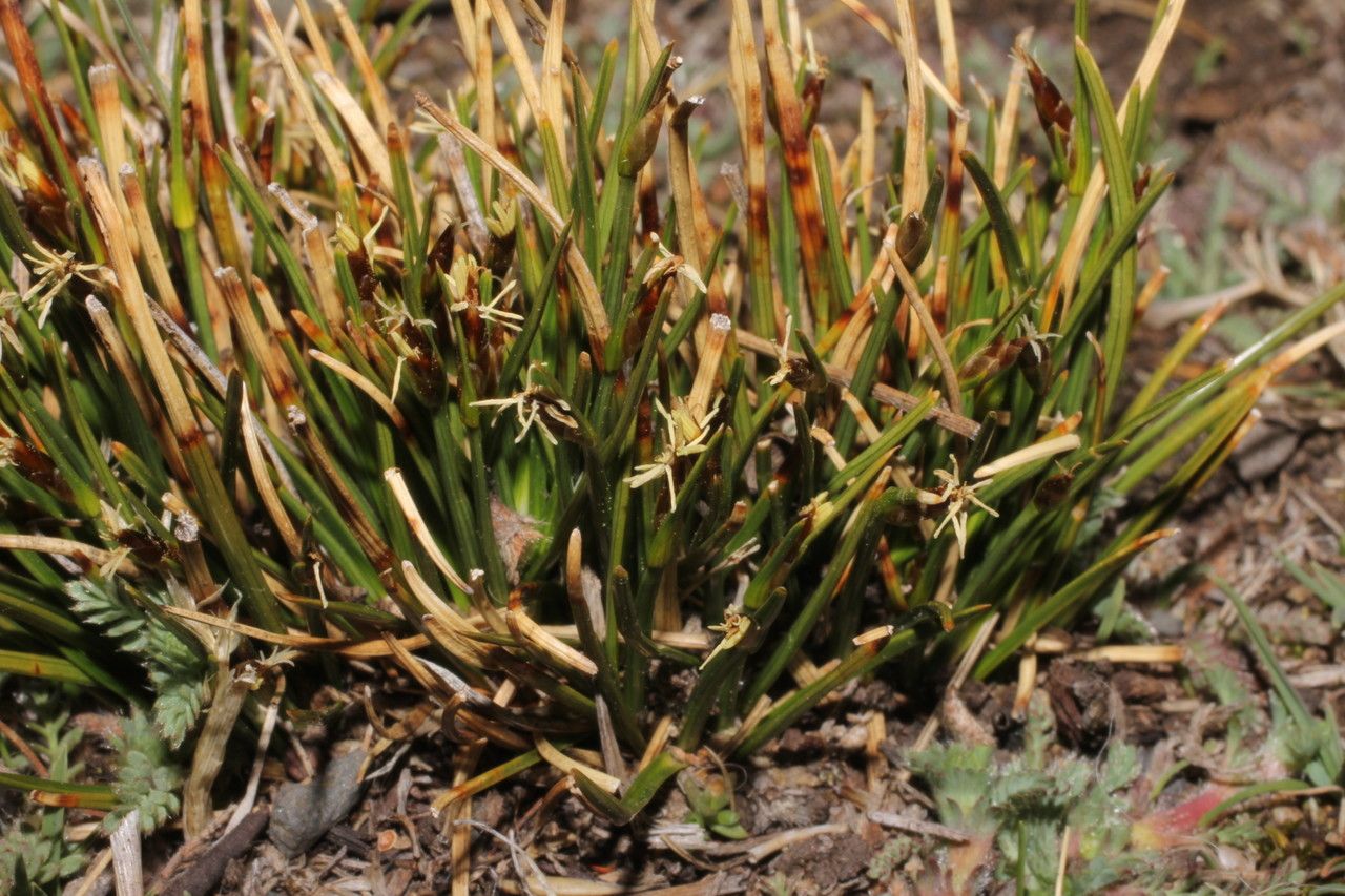 Trichophorum rigidum habit