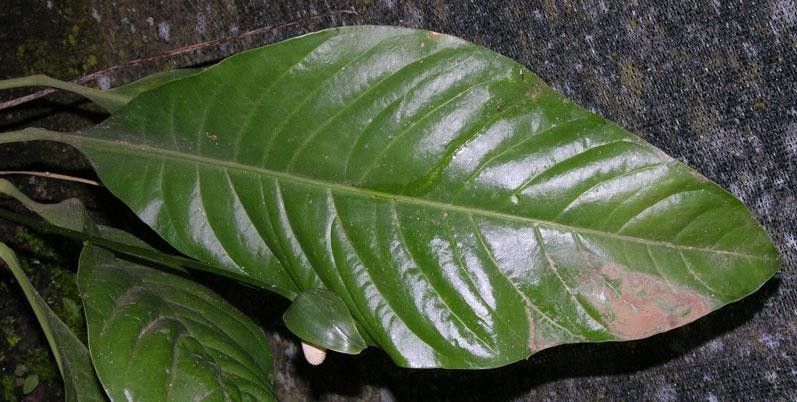 Anthurium bradeanum — houseplant care guide