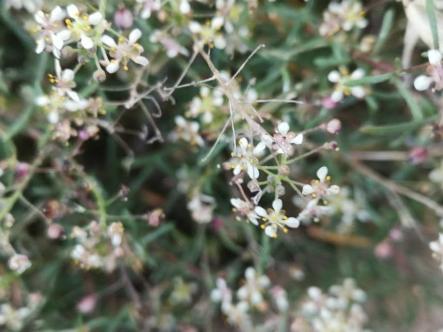 Lobularia canariensis flower