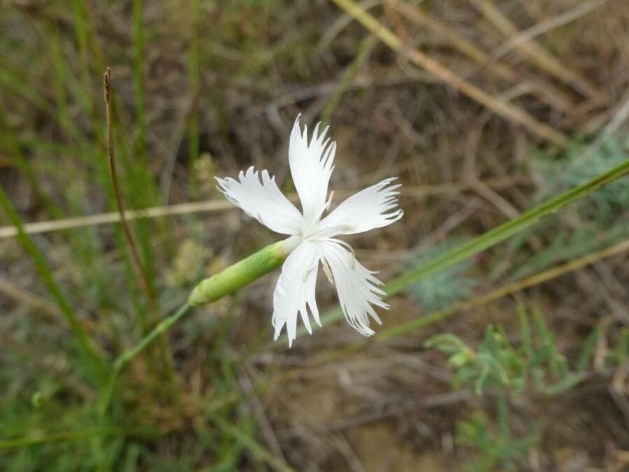 Dianthus serotinus flower