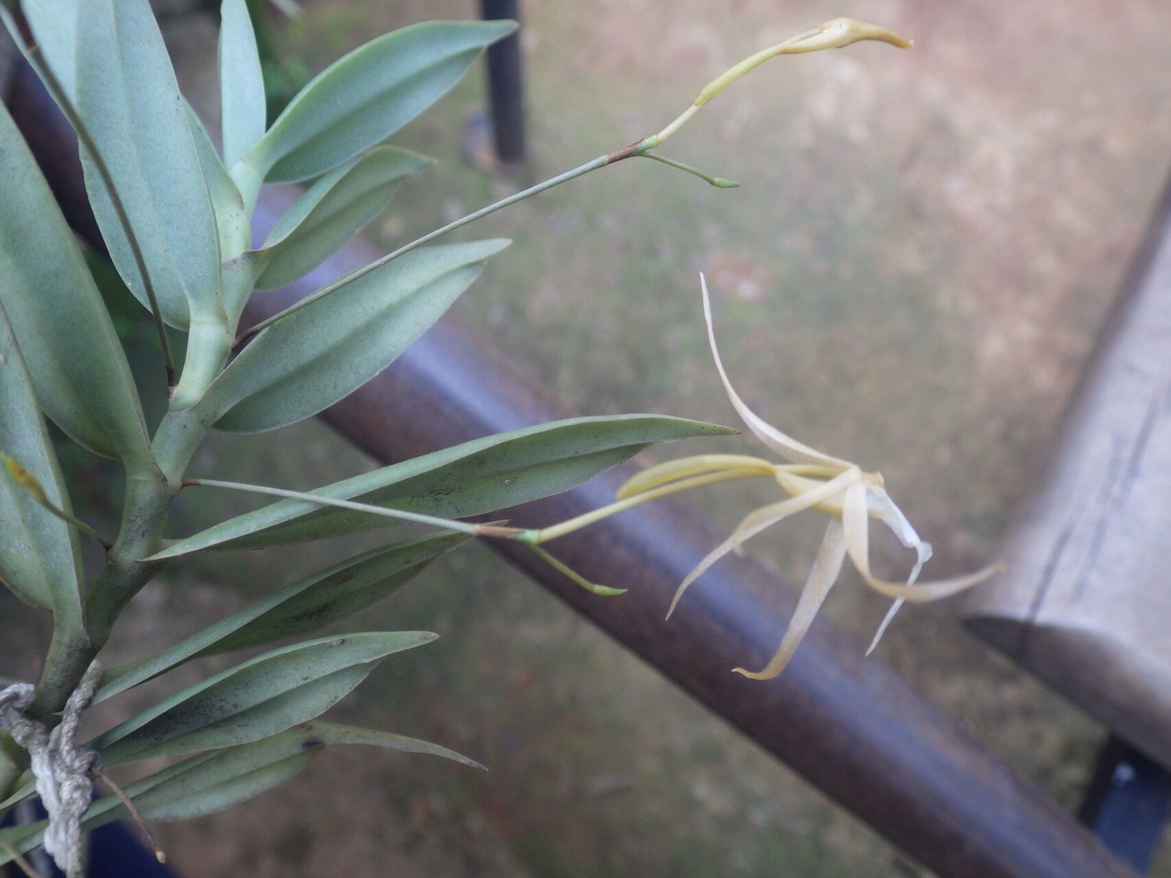 Angraecum angustum habit
