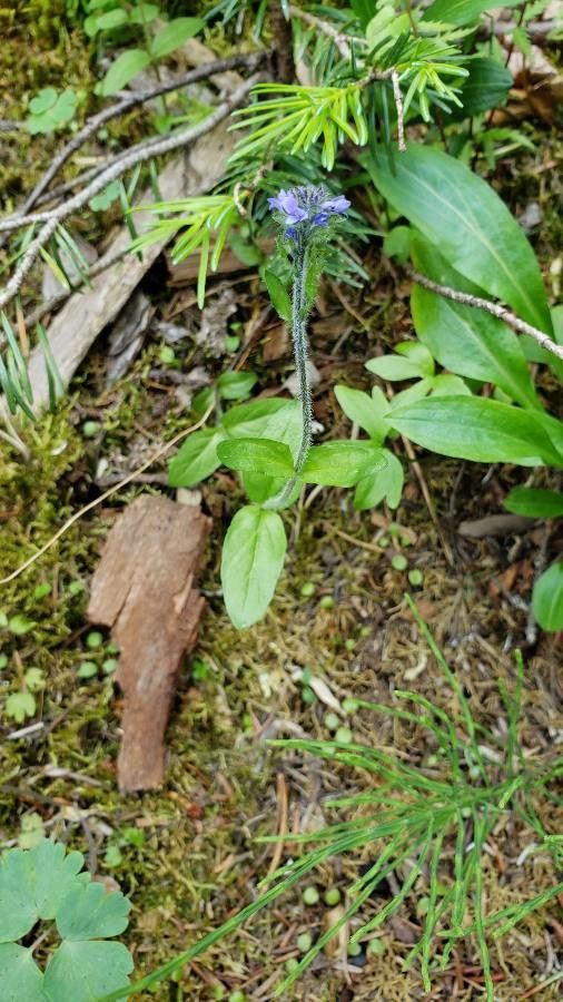 Veronica wormskjoldii — search result for 'and Greenland'