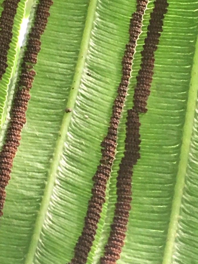Angiopteris evecta flower