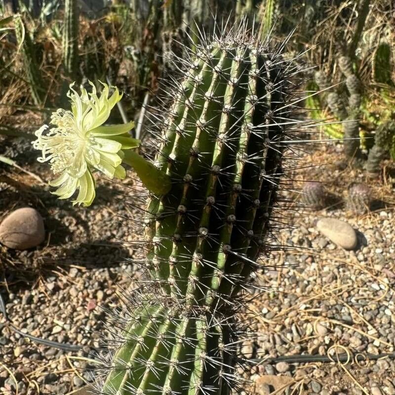 Jasminocereus thouarsii — houseplant care guide