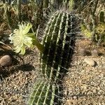 Jasminocereus thouarsii