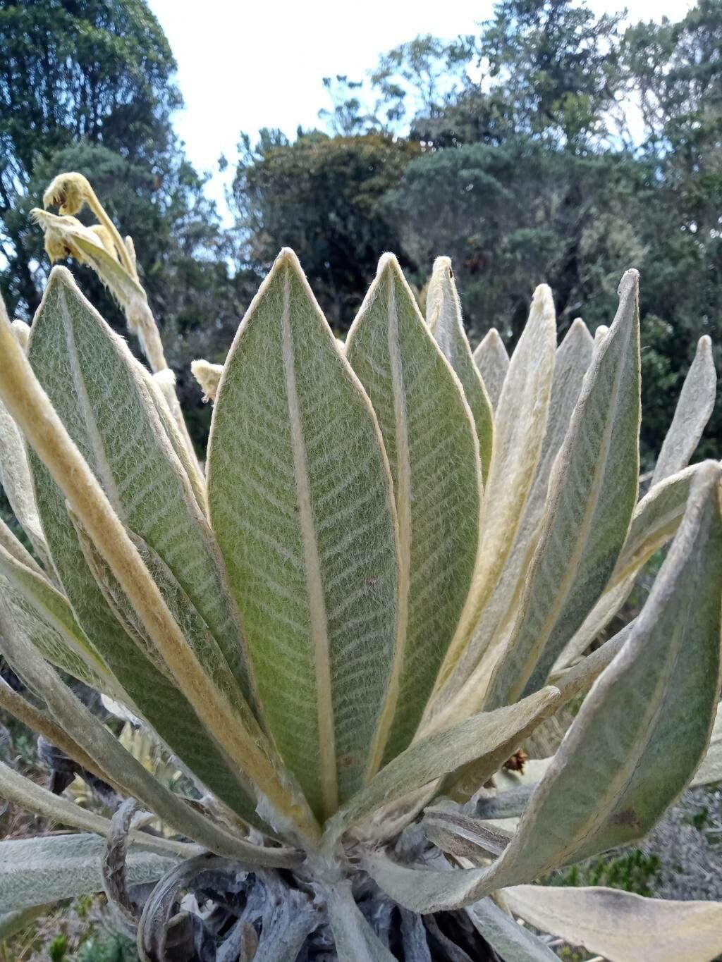 Espeletia frontinoensis — houseplant care guide