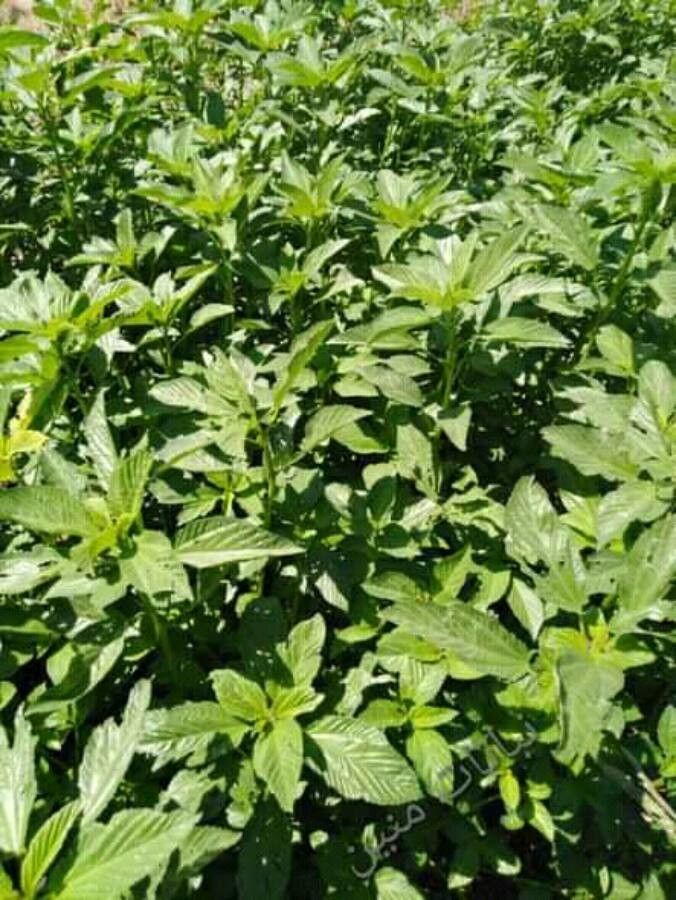 Corchorus olitorius — search result for 'Nigeria'