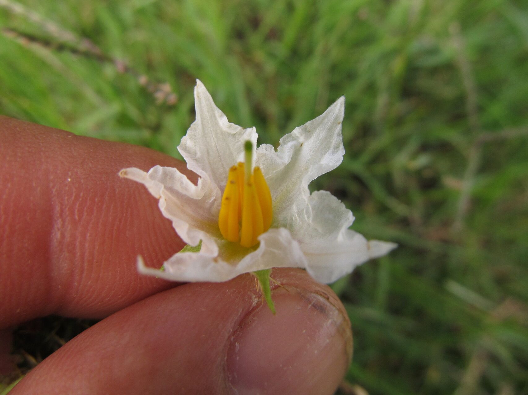 Solanum reineckii flower