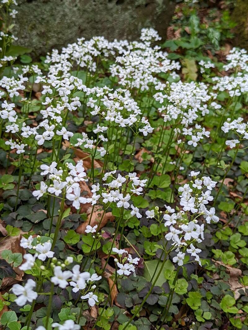 Cardamine trifolia habit