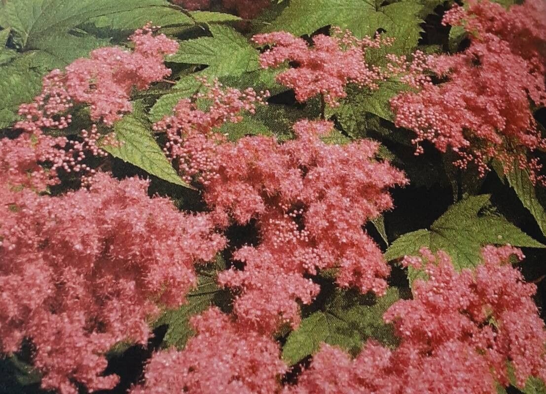 Filipendula digitata — related species from the same genus