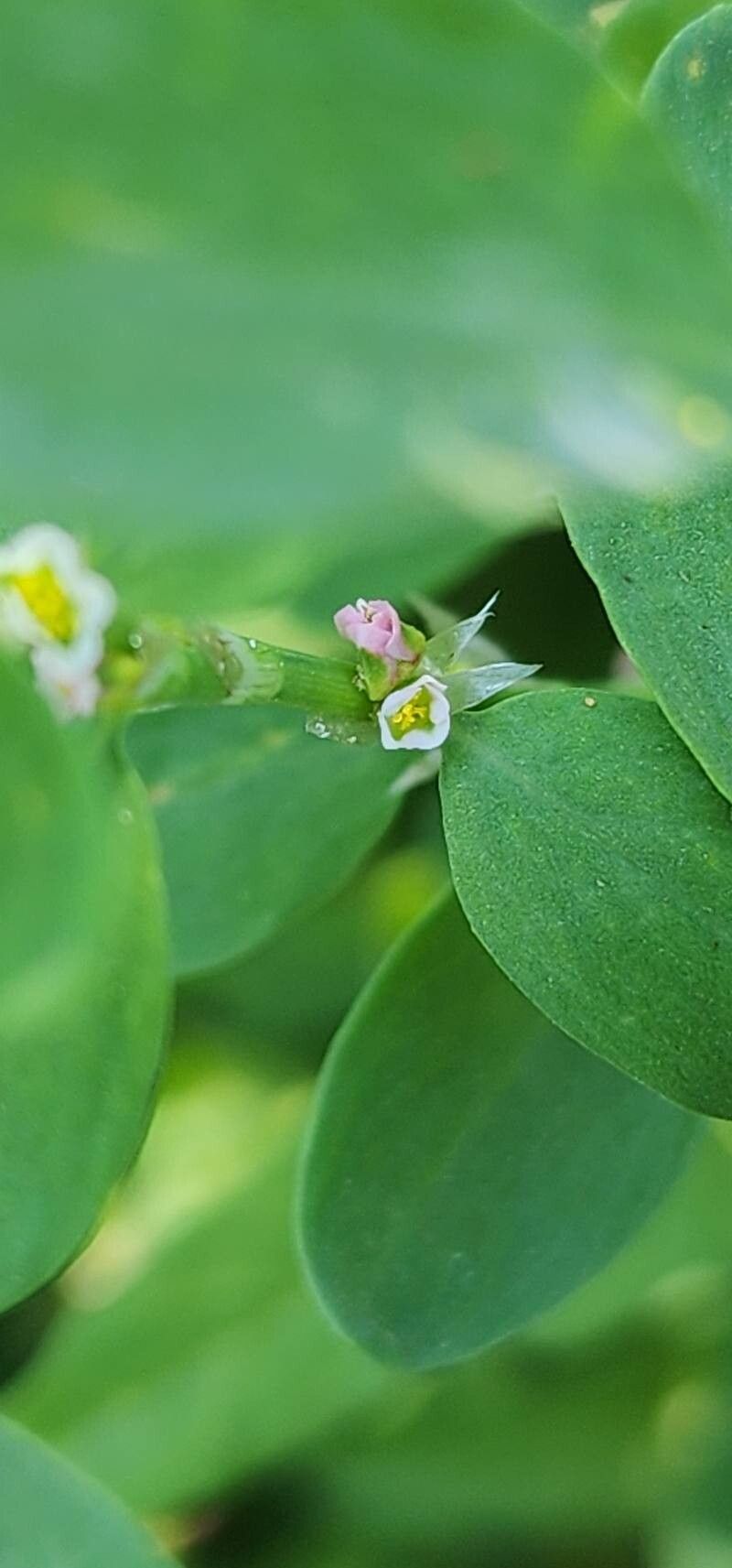 Polygonum patulum flower