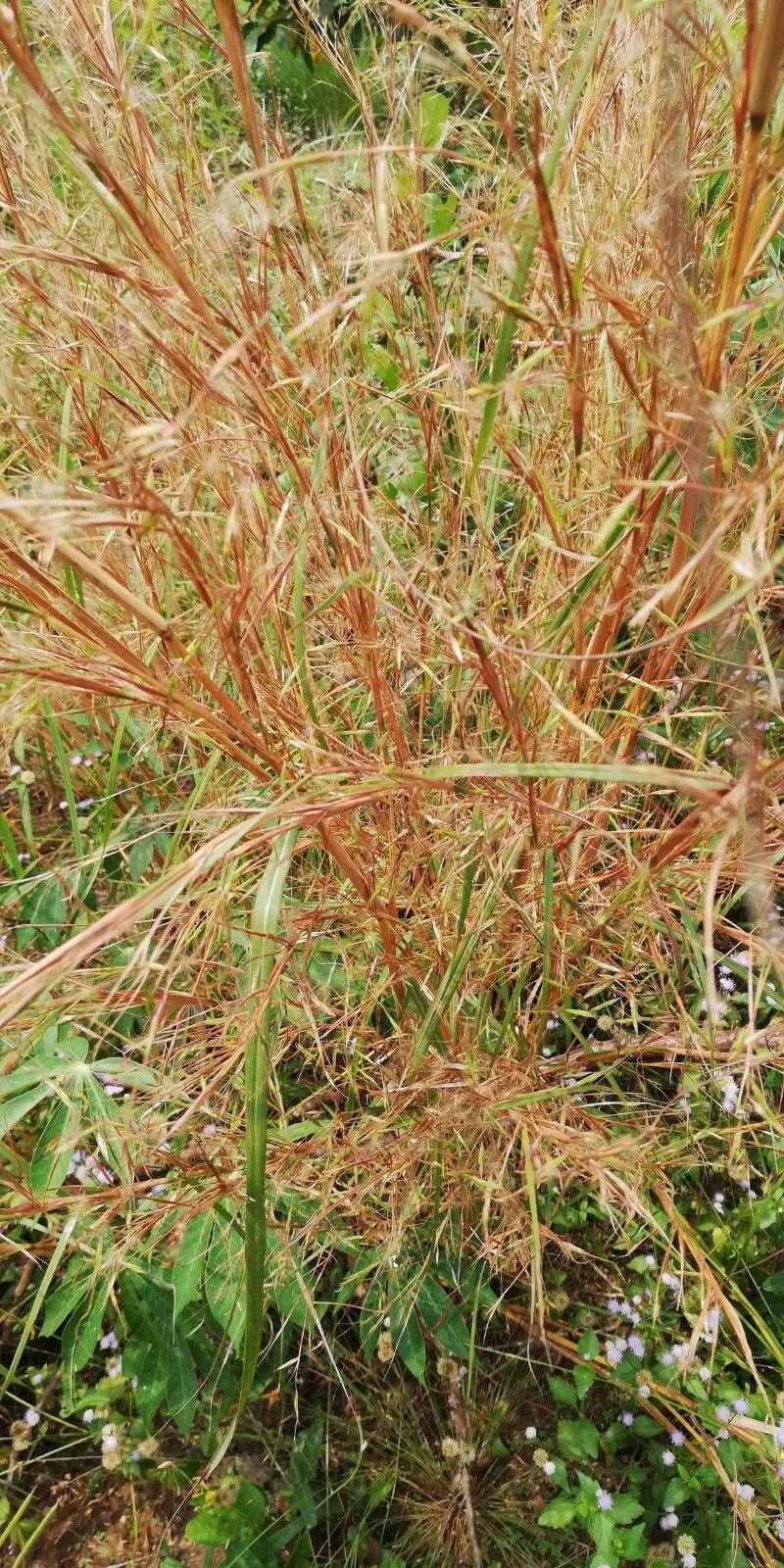 Hyparrhenia familiaris leaf