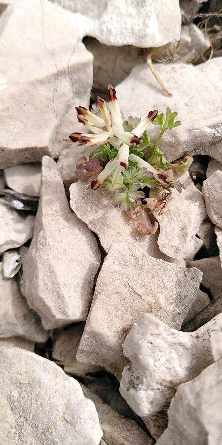 Fumaria flabellata flower