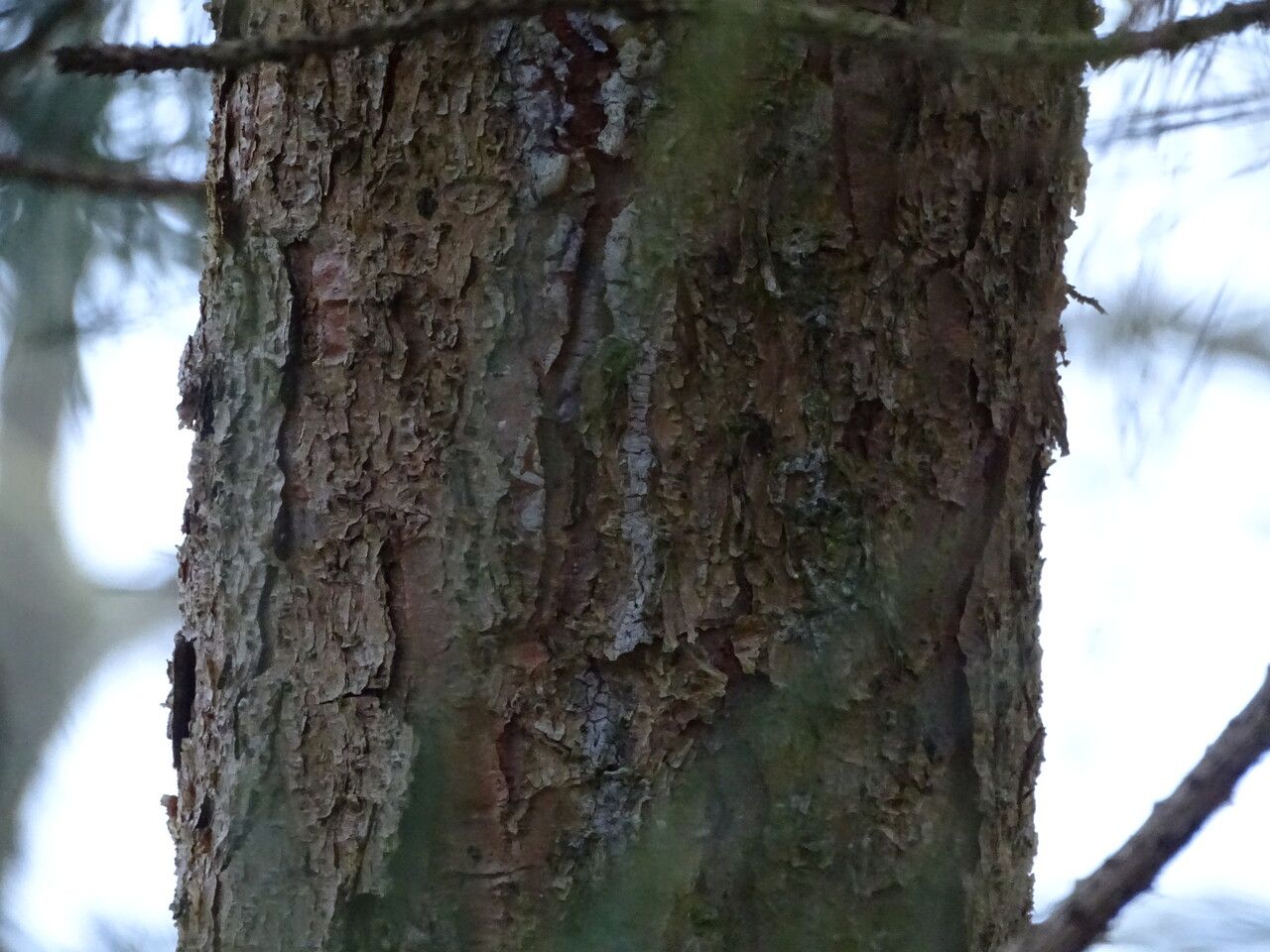Pinus densiflora bark